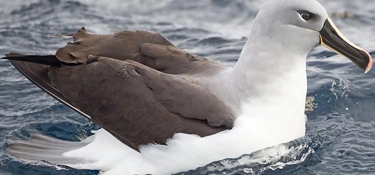 Emergency care – identifying and prioritising action to save fauna species at acute risk of extinction