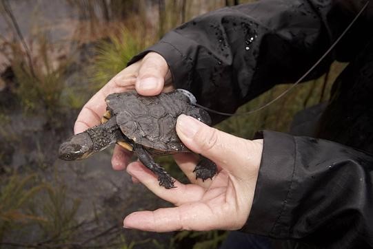 Swamp tortoises in the news