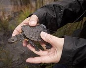 Swamp tortoises in the news