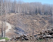 Forest condition before a fire influences recovery