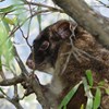 Understanding genomic variation in the western ringtail possum for adaptive conservation