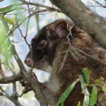 Understanding genomic variation in the western ringtail possum for adaptive conservation