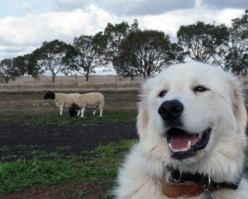 Maremma with GPS collar