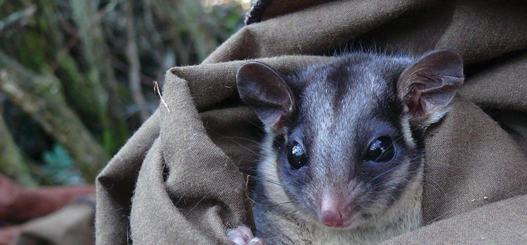 Adaptive Management for threatened mammals in the Victorian Central Highlands