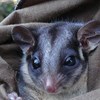 Adaptive Management for threatened mammals in the Victorian Central Highlands