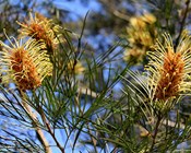 Threatened plant trends in the spotlight