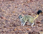 The kowari: Saving a central Australian micro-predator