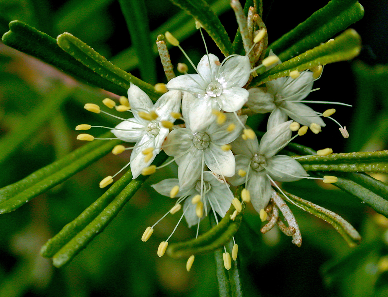 Davies’ waxflower