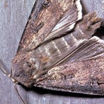 Monitoring bogong moth population change