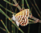 A major step forward in preventing extinctions