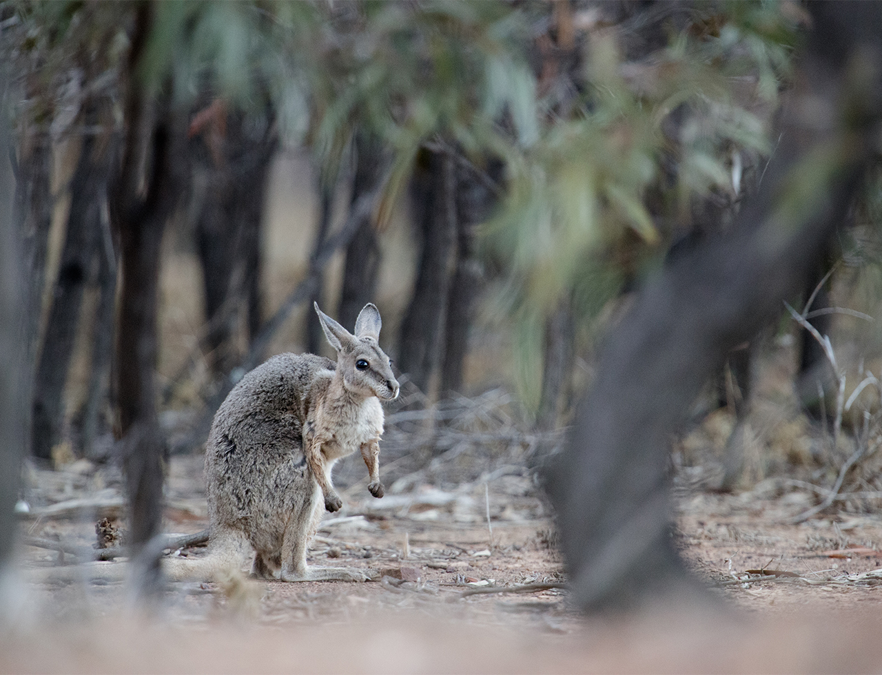 bridled nail tail wallaby