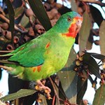 Developing a threatened species index