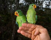 Parrots make swift use of nesting boxes in Tasmania