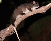 Wineries for ringtails