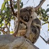 A national approach to the integration of koala spatial data to inform conservation planning