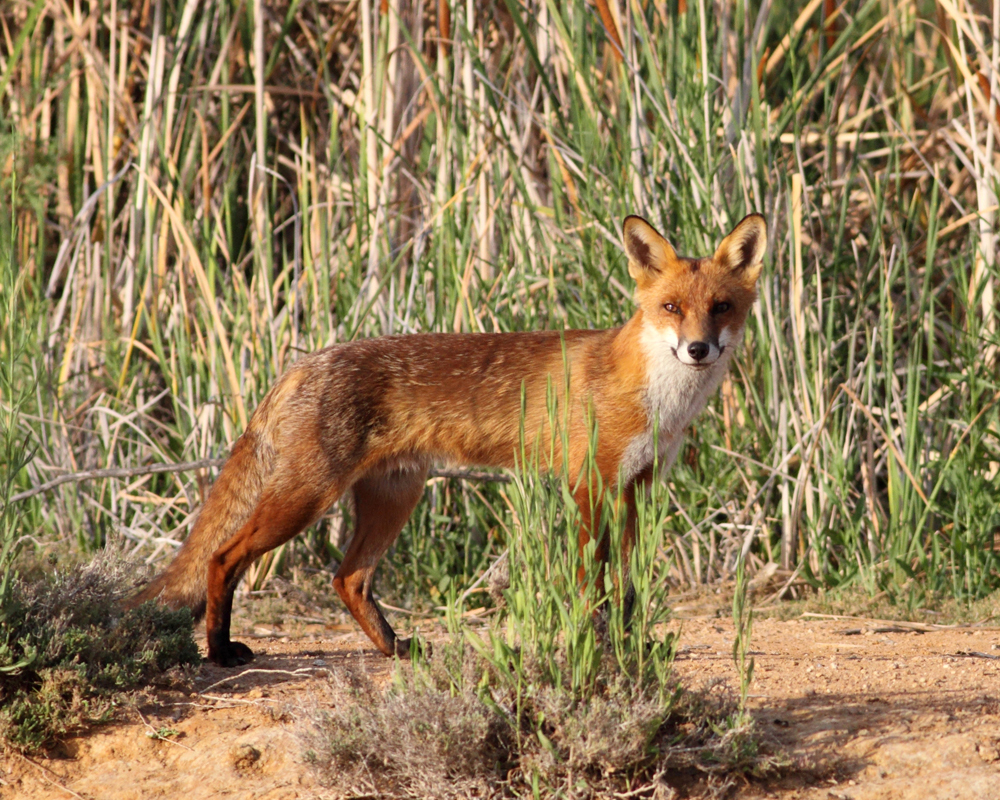 Invasive species and habitat loss our biggest biodiversity threats