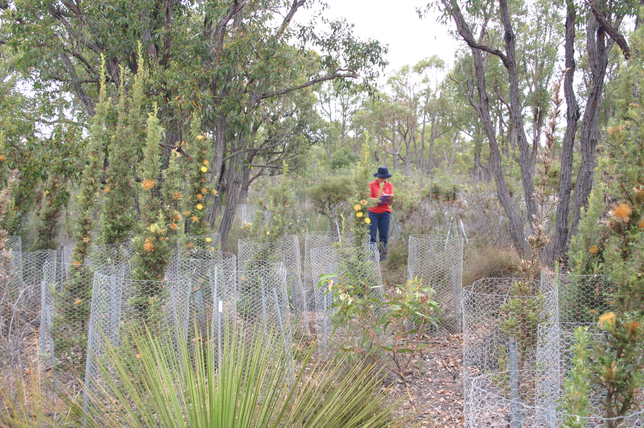 Cactus Dryandra (Banksia anatona) translocation site in Western Australia