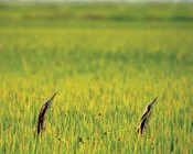 Bitten by the bittern bug